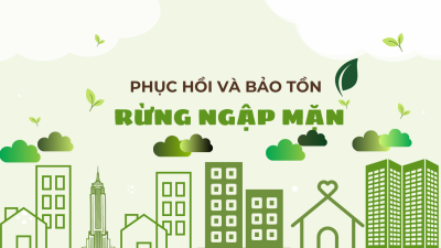 Hoạt động phục hồi và bảo tồn rừng ngập mặn