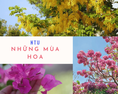 NTU - Những mùa hoa